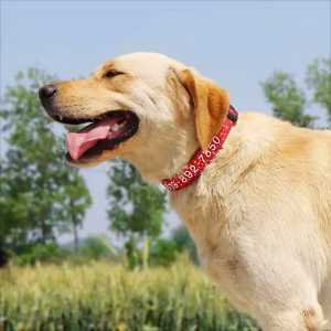 Personalized Nylon Dog Collar